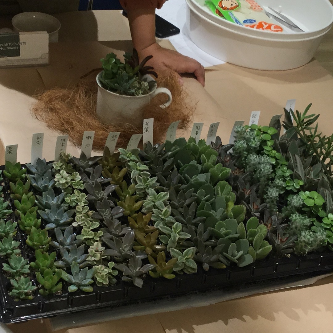 アクタ西宮 Plants Plants Plus Flowers 多肉植物の寄せ植え イベントレポート 無印良品