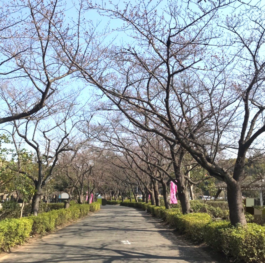 丸広上尾 桜の季節ですね まち便り 無印良品