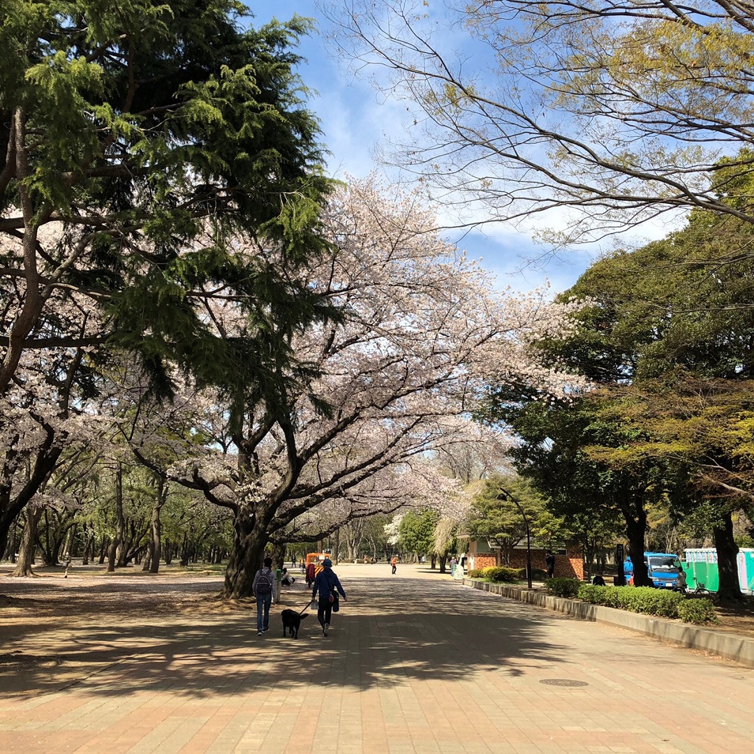 リヴィン光が丘 光が丘公園お花見情報 無印良品