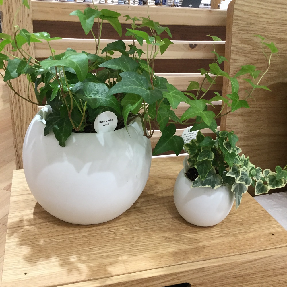 小田急町田 一人暮らし 植物編 無印良品