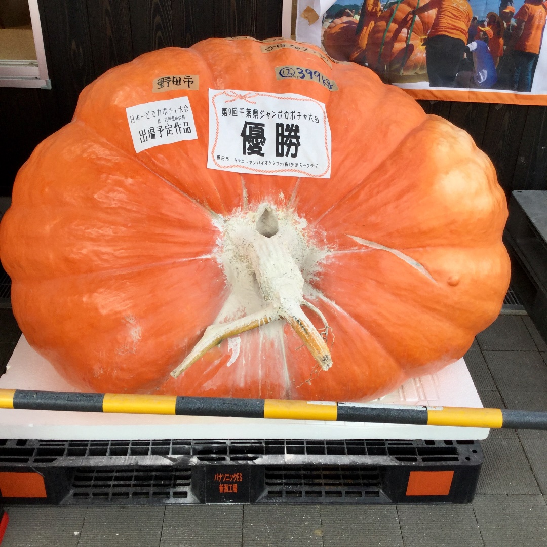 みんなみの里】千葉県代表のジャンボカボチャが決定｜ 無印良品