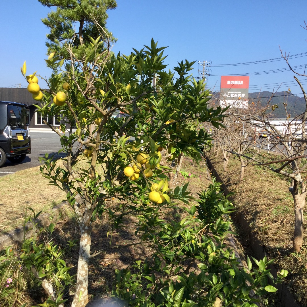 ゆずの苗 超大果獅子柚子 接木苗木 縁起良い柑橘果樹 邪悪なものを排除