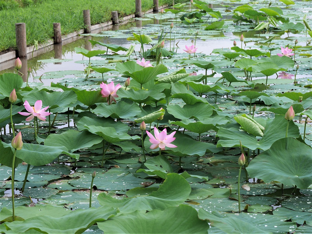 みんなみの里】蓮の花の命は四日間です | 古代大賀蓮の里 ｜ 無印良品