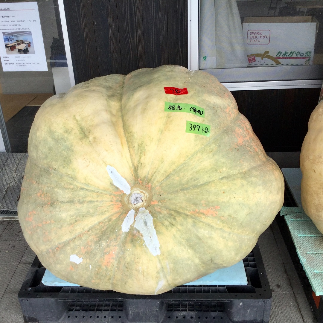 みんなみの里】優勝は397kg | 第10回 千葉県ジャンボかぼちゃ大会