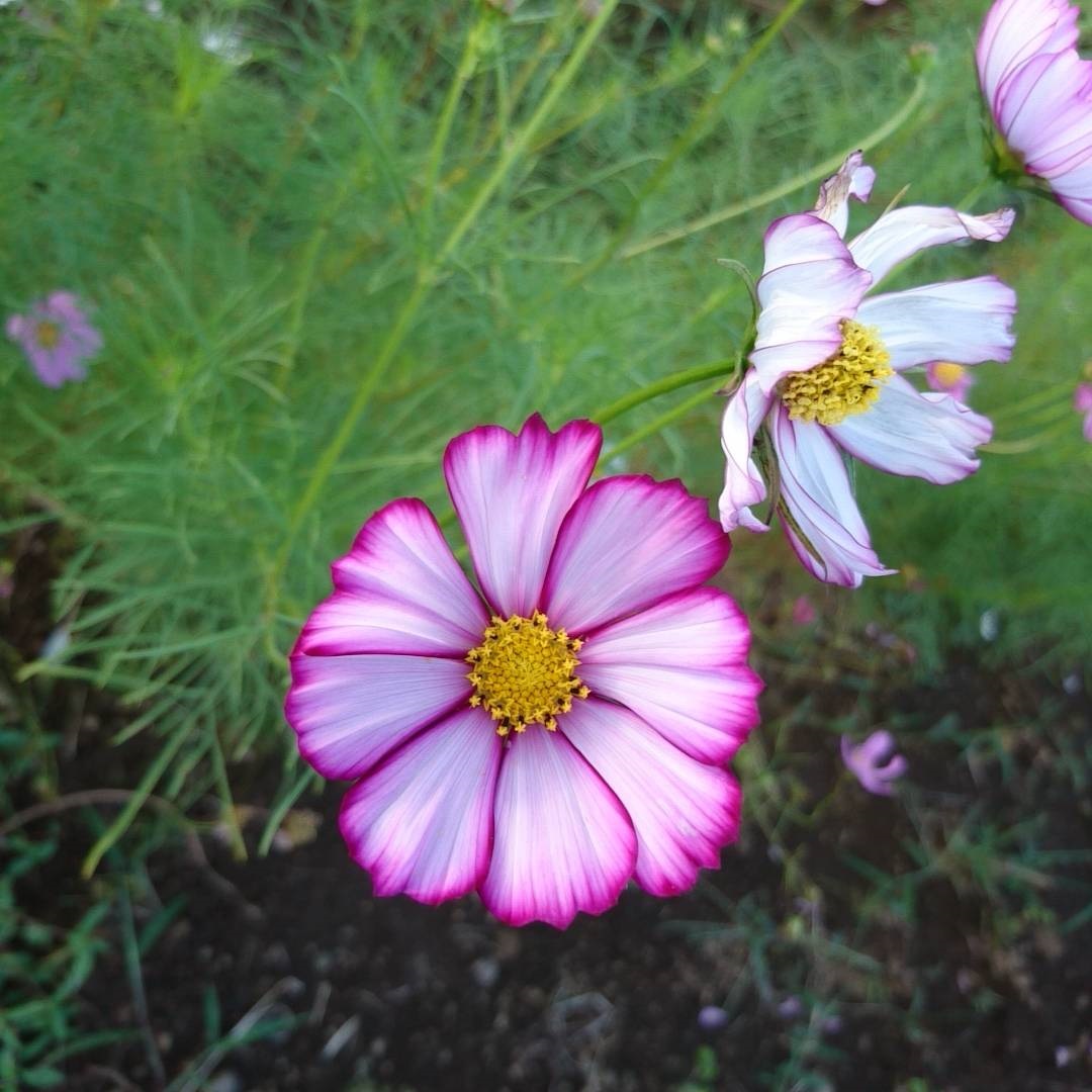 ららぽーと沼津】ちいさな秋見つけた｜まち便り｜ 無印良品