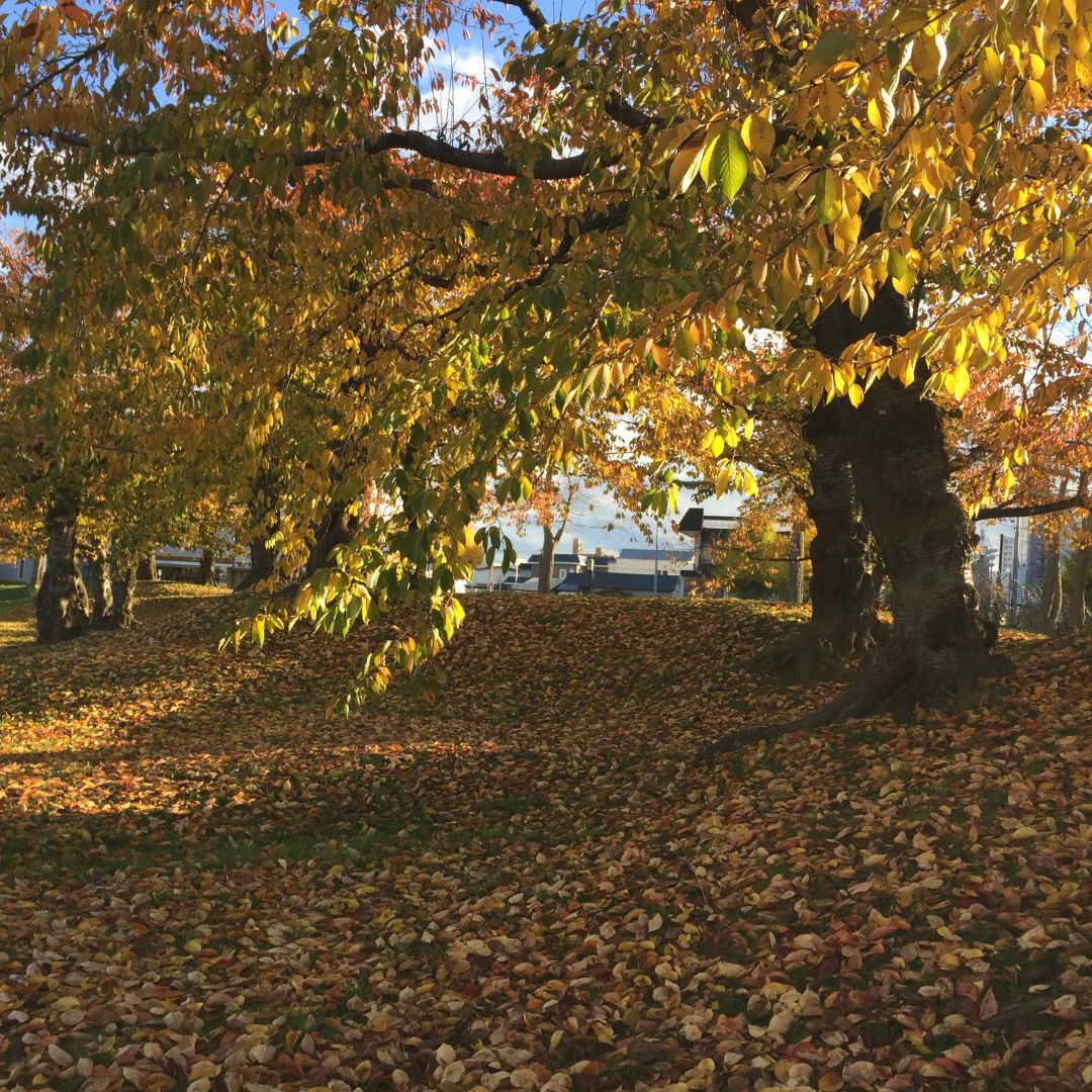 シエスタハコダテ 秋色の五稜郭公園 ハコダテ便り 無印良品