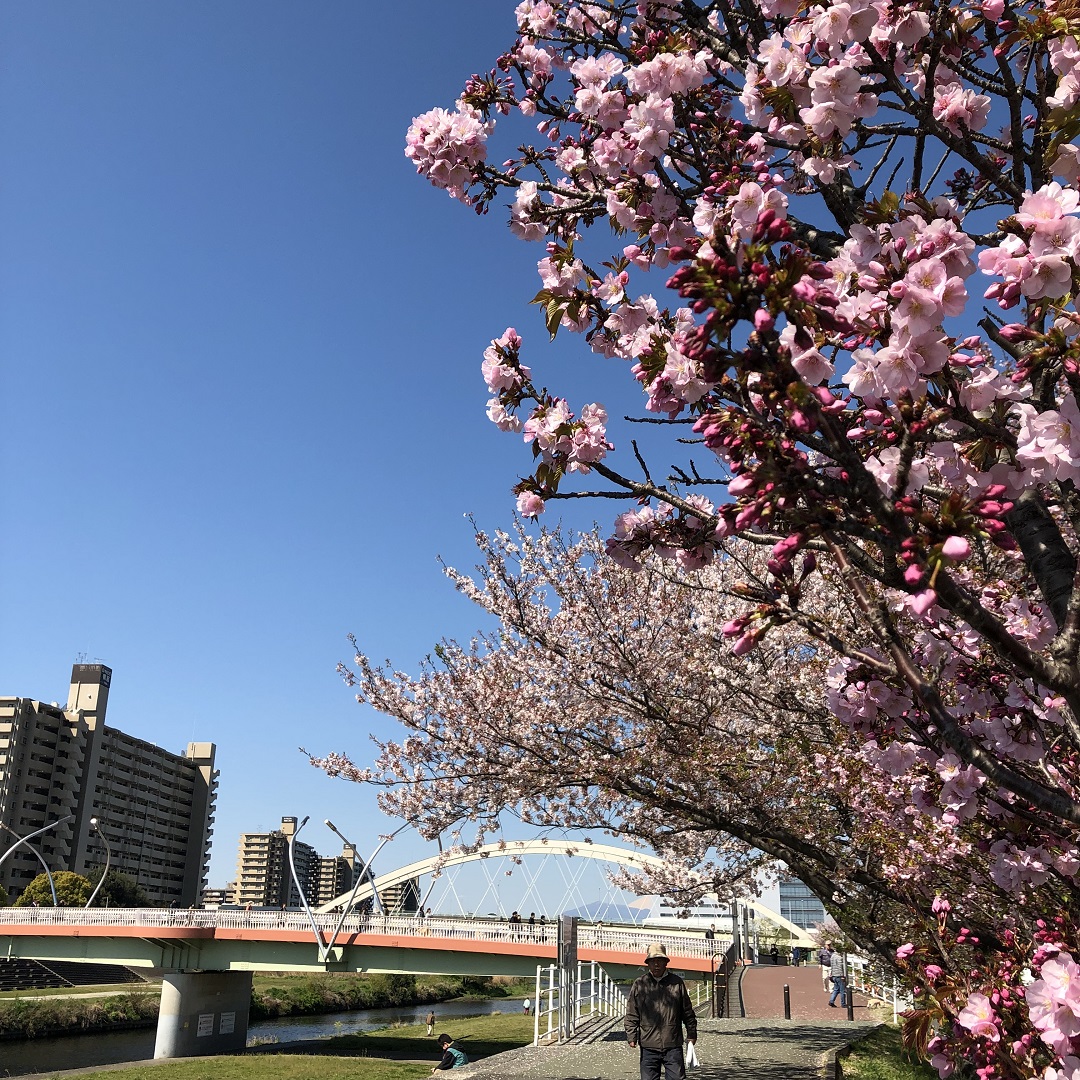 販売 ららぽーと 横浜 クッション